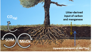 manganese and carbon cycling